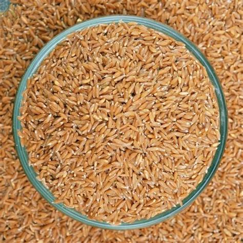 Indian Red Organic Khapli Wheat At 57 Kg In Jevargi ID 23502288212