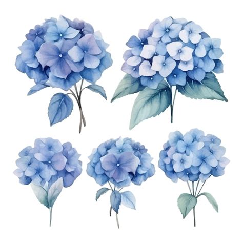 Conjunto de acuarela de hortensias azules dibujo ilustración Vector