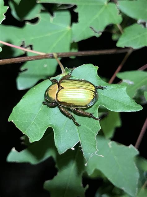 LeConte S Chrysina From Graham County US AZ US On August 2 2022 At