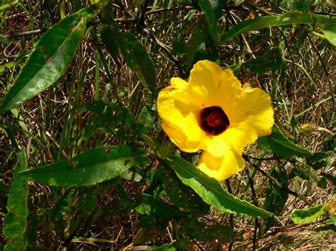 Native hibiscus | Central QLD Coast Landcare Network