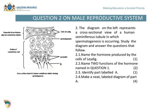 Reproduction Strategies In Vertebrates And Human Reproduction Ppt