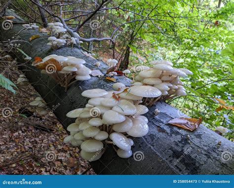 Porcelain Mushrooms Oudemansiella Mucida On A Oak Log In A Forest In