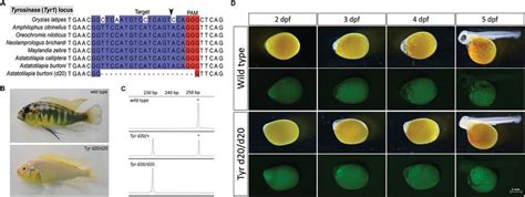 Creation Of Tyrosinase Mutant A Burtoni A The Crispr Target Site