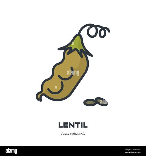 Lentils And Pod Vegetable Icon Outline With Color Fill Style Vector