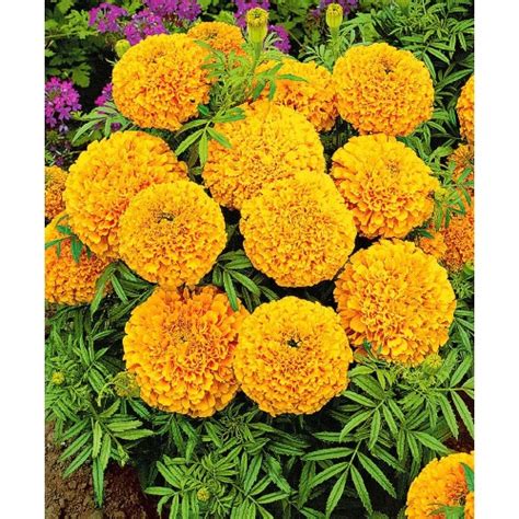 Marigold Inca F1 Gold Awangarden