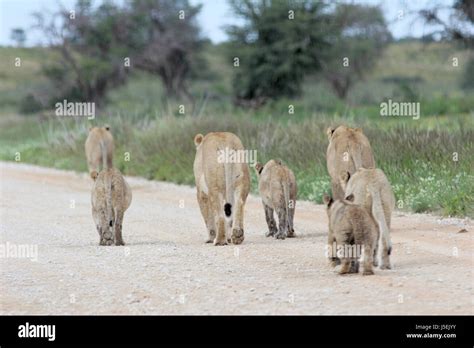 pride of lions Stock Photo - Alamy