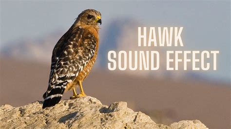 Hawk Sound Effect - Hawk Call - Red-shouldered hawk Call / Sound ...