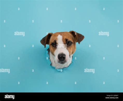 Funny Dog Muzzle From A Hole In A Paper Blue Background Stock Photo Alamy