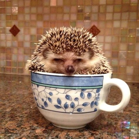 Hedgehogs In Tea Cups