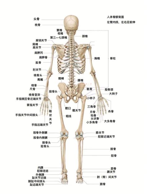 人体骨骼结构 高清图片堆糖美图壁纸兴趣社区