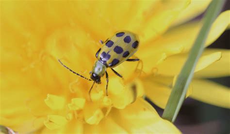 Ground Beetle - Facts, Information & Pictures