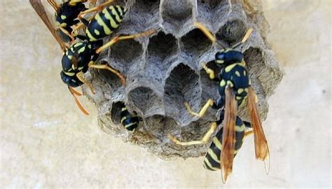 How to Neutralize Bee and Wasp Stings | Sciencing