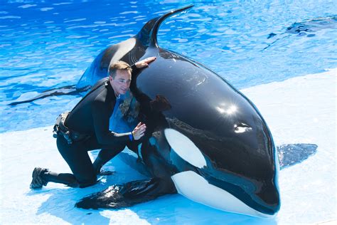 Fajarv Swimming With Killer Whales Seaworld