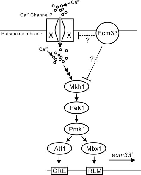 A Model For The Dual Regulation Of Ecm33 Gene Expression And Its Download Scientific Diagram