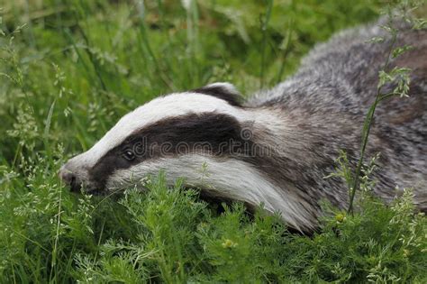 European Badger Meles Meles Adult Standing On Grass Normandy Stock