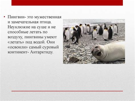 Пингвины. Происхождение пингвинов - online presentation
