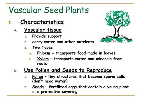 Vascular Seed Plants