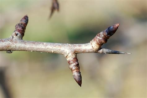 Pyrus Communis Subsp Pyraster Pallano