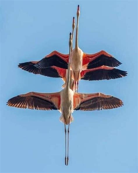 Pin by Sonja Berner on Vögel Beautiful birds Colorful birds Pretty