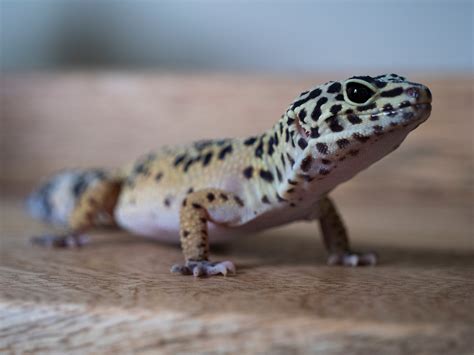 Adult Female Leopard Gecko Emerald Scales