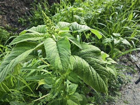 Wild Leafy Edible Amaranthus Spinosus Weed Plant. Stock Photo - Image ...