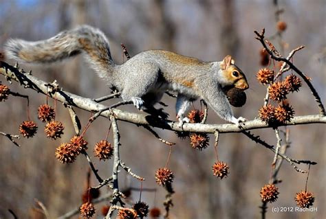 A Walnut From My Black Walnut Tree Juglans Nigra Noyer Noir My