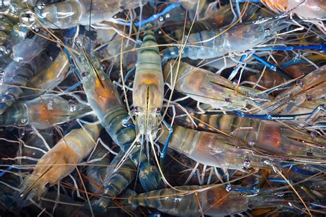 Giant Freshwater Prawns Farming