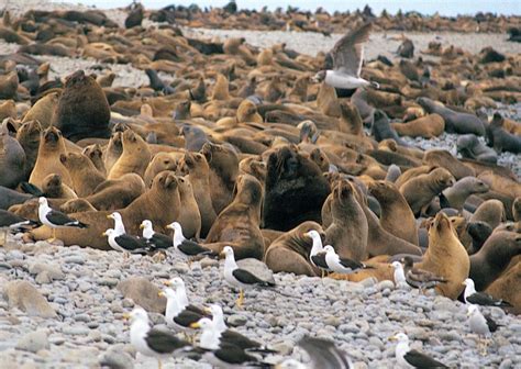 Lima Ballestas Islands Huacachina Oasis Nazca Lines Tour Getyourguide