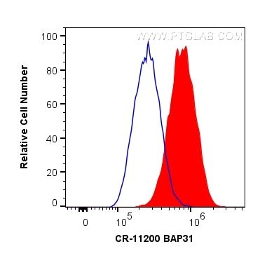 BAP31 Antibody CR 11200 Proteintech