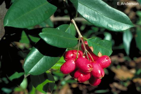 Syzygium Australe Australian Native Plants Society Australia