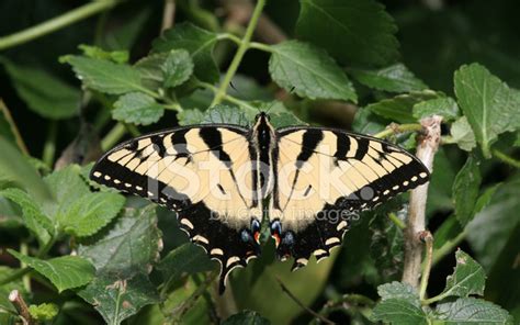 Swallowtail Butterfly Stock Photo | Royalty-Free | FreeImages