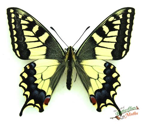 Papilio machaon gorganus SWALLOWTAIL - World of Butterflies and Moths