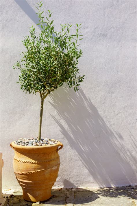 Olive Tree In A Pot Free Stock Photo Public Domain Pictures