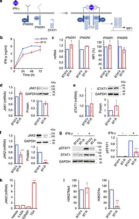 Components of the IFN γ signaling pathway in resistant cells a