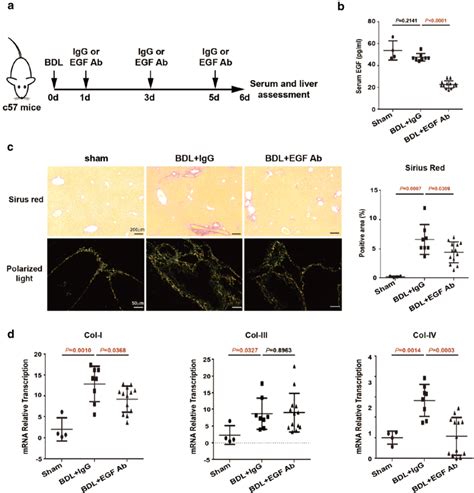 Egf Antibodies Relieved Liver Fibrosis Of Bdl Mice A Schematic