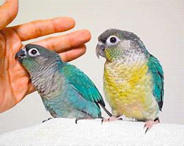 green cheek conure on Tumblr