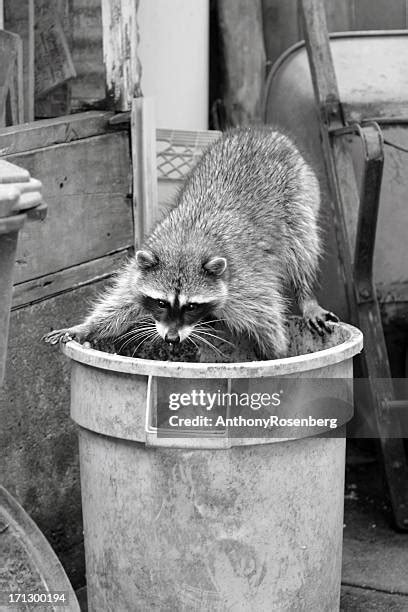 Raccoon Garbage Can Photos and Premium High Res Pictures - Getty Images