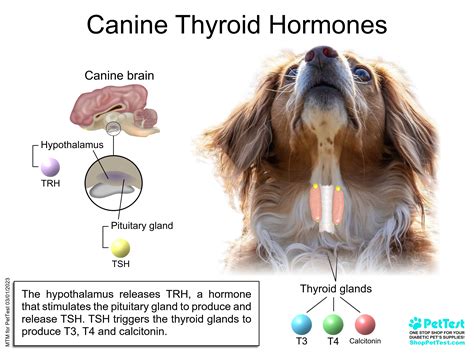 Hypothyroidism in Dogs - PetTest by Advocate