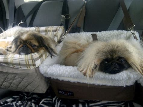 12 Realities That New Pekingese Owners Must Accept