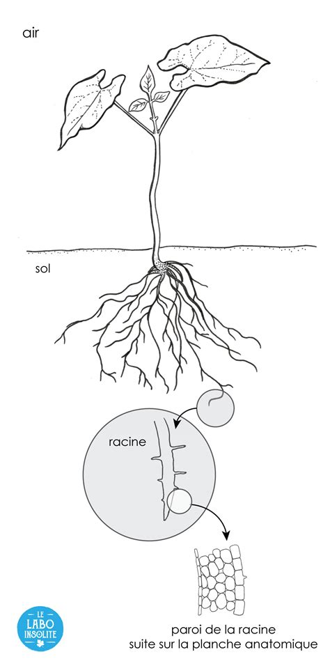 Nodosité Symbiose