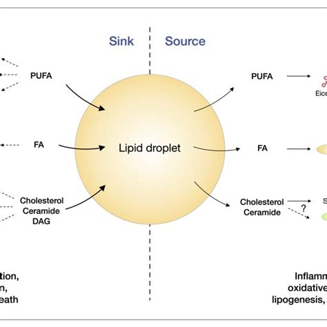 Lipid Droplet Formation Is Induced By Er Stress To Maintain Lipid