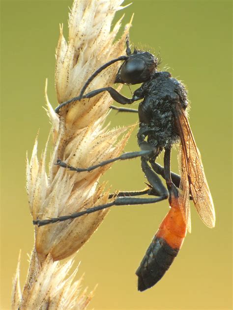 Podalonia Hirsuta Dominik Rosi Ski Flickr