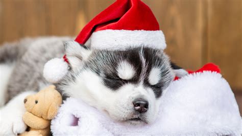 How To Keep Your Pets Safe This Holiday Season