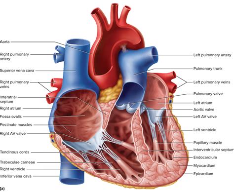 Dissection Of Heart Diagram Quizlet