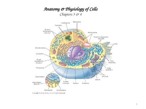 Ppt 1 Anatomy And Physiology Of Cells Chapters 3 And 4 2 Basic Cell Info Cell Theory The Cell