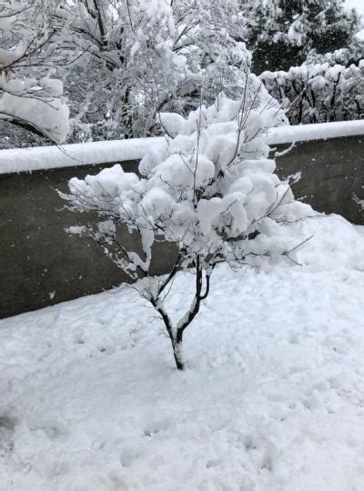 Neve In Giardino Consigli Per Ottimizzare Gli Effetti Ed Evitare I