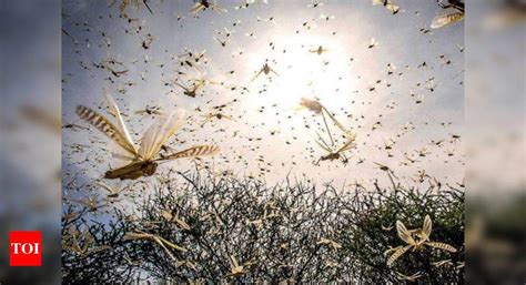 The eighth plague: When locust swarms overran Karnataka | Bengaluru ...