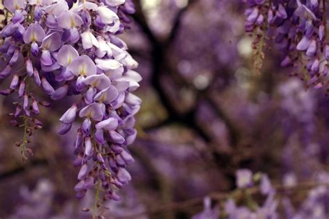 Wisteria How To Plant Grow And Care For Wisteria Vines The Old