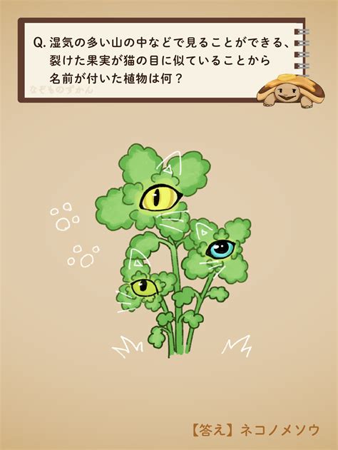 【イラストクイズ】30 裂けた果実が「猫の目」に似ている植物は？