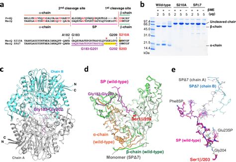 Mutational Analyses Of Macq A Cleavage Site Of Macq And Pvdq And The